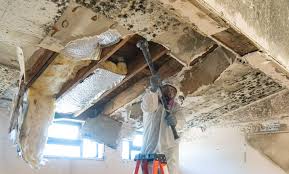 Best Basement Mold Removal  in USA